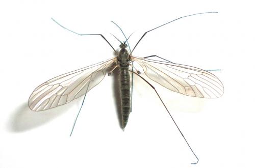 Trichocera sp.