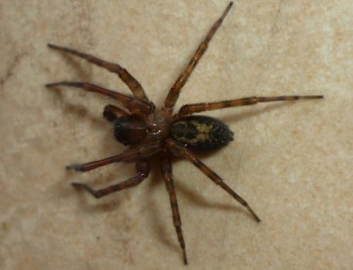 Réf. 81 351 : Amaurobius sp.