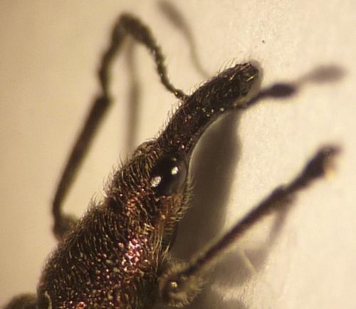Involvulus cupreus