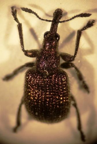 Involvulus cupreus