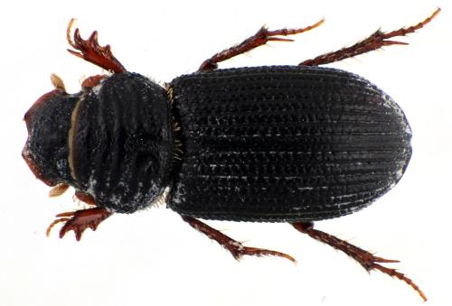 Rhyssemus germanus