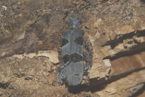 Rosalia alpina