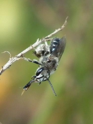 Lasioglossum sp.