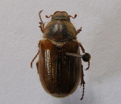 Amphimallon sp.
