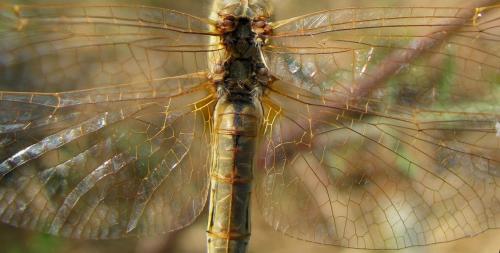 Réf. 81 553 : Sympetrum fonscolombii