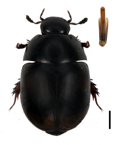 Sphaeridium lunatum