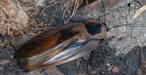 Réf. 81 142 : Blaberus sp.
