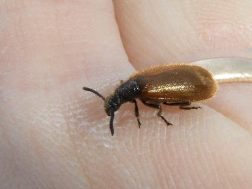 Lagria sp.
