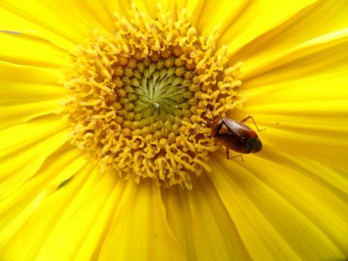 Deraeocoris ruber