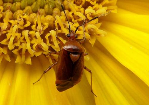 Deraeocoris ruber