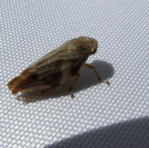 Réf. 81 949 : Aphrophora alni