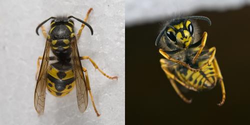 Vespula germanica