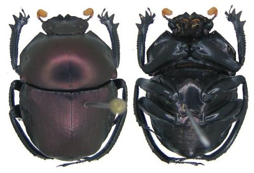 Paragymnopleurus sinuatus