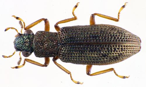 Hydrochus angustatus