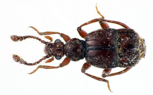 Brachygluta trigonoprocta