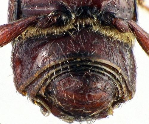Brachygluta trigonoprocta
