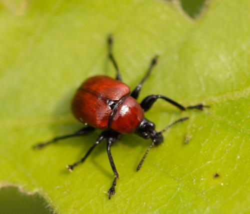 Attelabus nitens