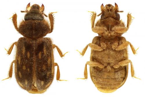 Réf. 81 379 : Heterocerus obsoletus
