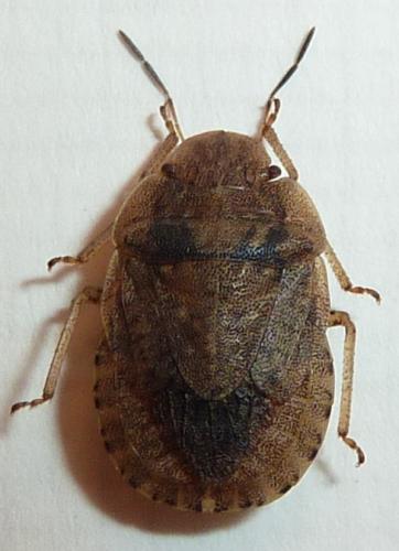 Sciocoris homalonotus