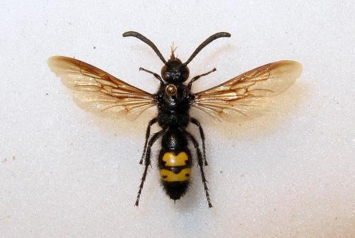 Scolia hirta hirta