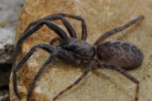 Segestria florentina