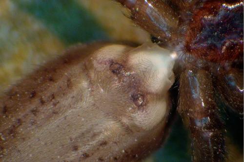 Segestria florentina