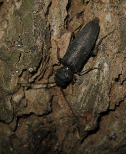 Arhopalus sp.