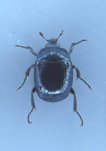 Réf. 81 382 : Sphaerites glabratus