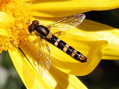 Réf. 81 431 : Sphaerophoria scripta