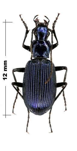 Chlaenius coeruleus
