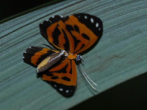 Stalachtis terpsichore