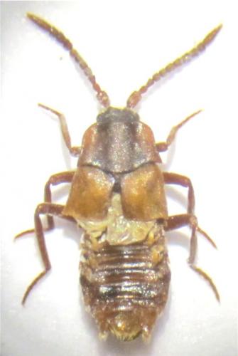 Lomechusa sp.