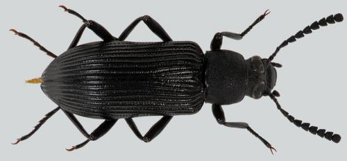 Strongylium sp.