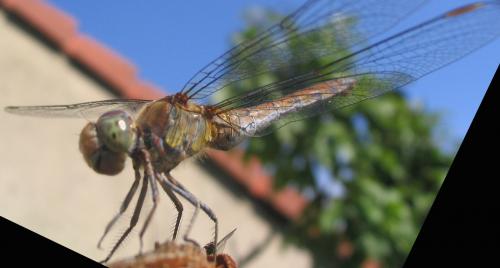 Sympetrum striolatum