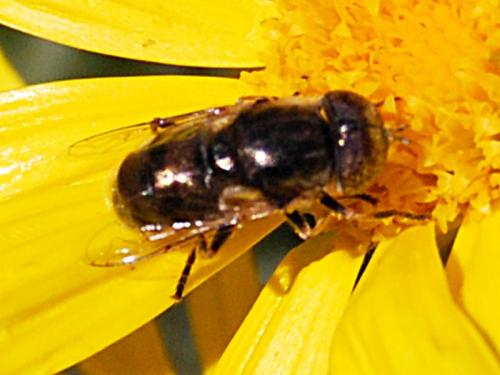 Réf. 81 331 : Eristalinus aeneus