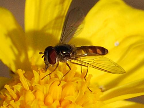 Meliscaeva auricollis