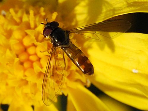 Meliscaeva auricollis