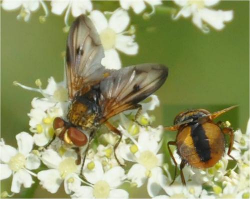 Ectophasia crassipennis