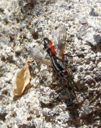 Réf. 81 800 : Mintho rufiventris