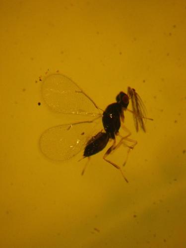 Tamarixia sp.