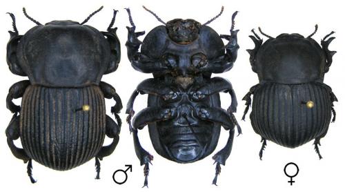 Réf. 81 902 : Anomalipus elephas
