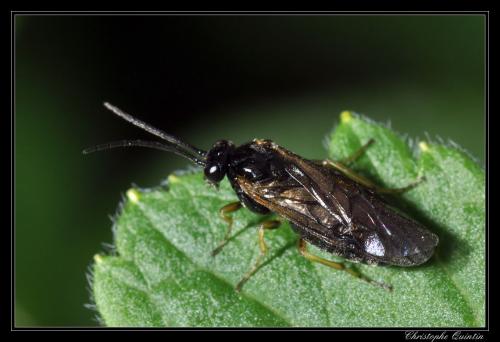 Selandriinae