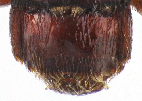 Brachygluta trigonoprocta