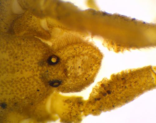Trogulus nepaeformis