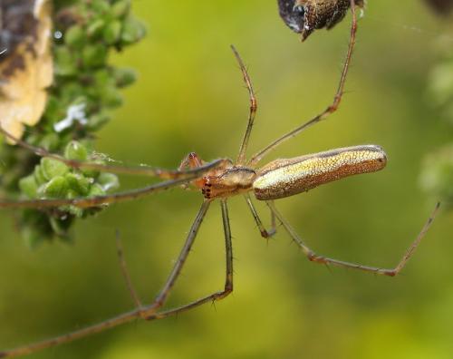 Tetragnatha sp.