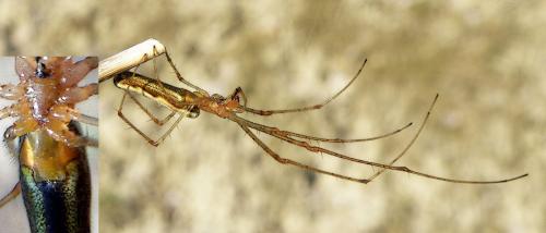 Réf. 81 794 : Tetragnatha montana