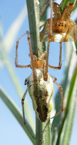 Tetragnatha montana