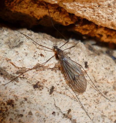 Trichocera regelationis