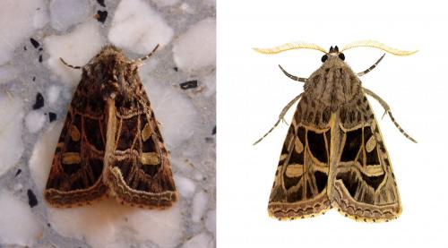 Leucochlaena oditis
