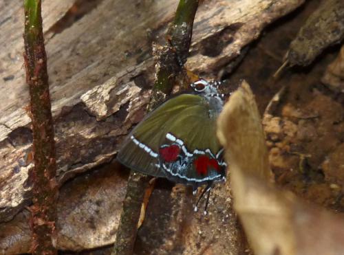 Brangas teucria